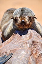 Cape fur seal (Arctocephalus pusillus) juvenile resting on rock, Cape Cross Seal Reserve, Namibia.
