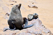 Cape fur seal (Arctocephalus pusillus) female and juvenile resting  on rock, Cape Cross Seal Reserve, Namibia.