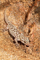 Santa Catalina Island leaf-toed gecko (Phyllodactylus bugastrolepis) moving over rocks.  Santa Catalina Island, Loreto Bay National Park, Sea of Cortez, Mexico. May.
