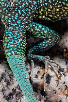 Santa Catalina Island side-blotched lizard (Uta squamata) hind leg and tail detail.   Santa Catalina Island, Loreto Bay National Park, Sea of Cortez, Mexico. May.