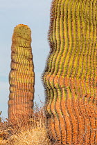Santa Catalina barrel cactus (Ferocactus diguetii diguetii).  Santa Catalina Island, Loreto Bay National Park, Sea of Cortez, Mexico. May.