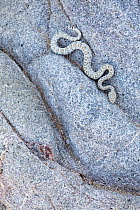 Santa Catalina Island rattlesnake (Crotalus catalinensis), only rattlesnake without rattle, slithering in rock.  Santa Catalina Island, Loreto Bay National Park, Sea of Cortez, Mexico. May.