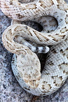 Santa Catalina Island rattlesnake (Crotalus catalinensis), only rattlesnake without rattle, curled up.  Santa Catalina Island, Loreto Bay National Park, Sea of Cortez, Mexico. May.
