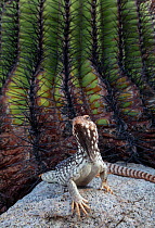 Santa Catalina Island desert iguana (Dipsosaurus catalinensis) in front of Santa Catalina barrel cactus (Ferocactus diguetii),  Santa Catalina Island, Loreto Bay National Park, Sea of Cortez, Mexico....