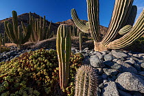 Landscape with Mexican giant cardon cactuses (Pachycereus pringlei),  Santa Catalina Island, Loreto Bay National Park, Sea of Cortez, Mexico. May.