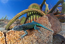 Santa Catalina Island side-blotched lizard (Uta squamata) in front of Sour pitaya cactus (Stenocereus gummosus) and Santa Catalina barrel cactus (Ferocactus diguetii).  Santa Catalina Island, Loreto...