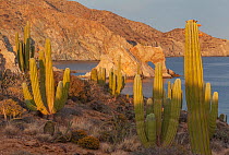 Mexican giant cardon cactus (Pachycereus pringlei) with Elephant Rock beyond.  Santa Catalina Island, Loreto Bay National Park, Sea of Cortez, Mexico. May.