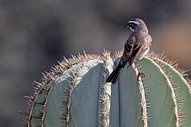 Black-throated sparrow (Amphispiza bilineata) perched on Mexican giant cardon cactus (Pachycereus pringlei).  Santa Catalina Island, Loreto Bay National Park, Sea of Cortez, Mexico. May.