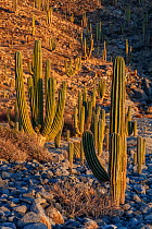 Valley of Mexican giant cardon cactuses (Pachycereus pringlei).  Santa Catalina Island, Loreto Bay National Park, Sea of Cortez, Mexico. May.