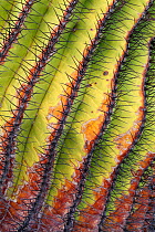 Santa Catalina barrel cactus (Ferocactus diguetii) spines close up.  Santa Catalina Island, Loreto Bay National Park, Sea of Cortez, Mexico. May.