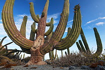 Mexican giant cardon cactus (Pachycereus pringlei).  Santa Catalina Island, Loreto Bay National Park, Sea of Cortez, Mexico. May.
