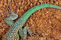 Santa Catalina Island side-blotched lizard (Uta squamata) hind legs and tail detail.  Santa Catalina Island, Loreto Bay National Park, Sea of Cortez, Mexico. May.