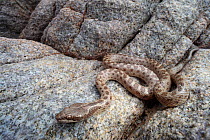 Santa Catalina Island nightsnake (Hypsiglena catalinae) slivering on rock.  Santa Catalina Island, Loreto Bay National Park, Sea of Cortez, Mexico. May.