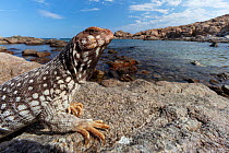 Santa Catalina Island desert iguana (Dipsosaurus catalinensis) on rock.  Santa Catalina Island, Loreto Bay National Park, Sea of Cortez, Mexico. May.