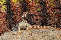 Santa Catalina Island desert iguana (Dipsosaurus catalinensis) in front of Santa Catalina barrel cactus (Ferocactus diguetii).   Santa Catalina Island, Loreto Bay National Park, Sea of Cortez, Mexico...