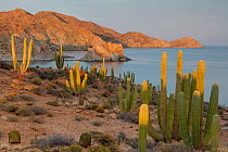 Mexican giant cardon cactus (Pachycereus pringlei) with Elephant Rock beyond.  Santa Catalina Island, Loreto Bay National Park, Sea of Cortez, Mexico. May.