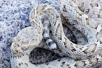 Santa Catalina Island rattlesnake (Crotalus catalinensis), only rattlesnake without rattle, curled up.  Santa Catalina Island, Loreto Bay National Park, Sea of Cortez, Mexico. May.
