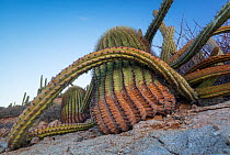 Sour pitaya cactus (Stenocereus gummosus) and Santa Catalina barrel cactus (Ferocactus diguetii).  Santa Catalina Island, Loreto Bay National Park, Sea of Cortez,Gulf of California, Mexico. May.