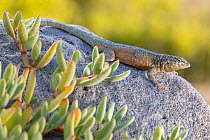 Common side-blotched lizard (Uta stansburiana) on rock.  Danzante Island, Loreto Bay National Park, Sea of Cortez, Mexico. May.