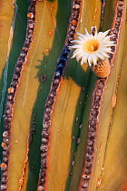 Mexican giant cardon cactus (Pachycereus pringlei) in flower.  Loreto Bay National Park, Sea of Cortez, Mexico. May.