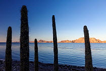 Organ pipe cactus (Stenocereus thurberi) with Danzante Island and Del Carmen Island beyond.  Loreto Bay National Park, Sea of Cortez, Mexico. May.
