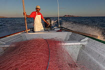 Fisherman going out to fish with fishing net in designated area in fishing refuge corridor to maintain sustainable fishing.  El Pardito Island, Islands of Gulf of California Protected Area, Sea of Co...
