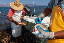 Fishermen untangling Pacific porgy (Calamus brachysomus) and Yellow snapper (Lutjanus argentiventris) from net, fished in designated areas in fishing refuge corridor to maintain sustainable fishing....