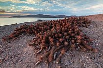 Fishhook cactus (Mammillaria poselgeri) with San Jose Island beyond.  El Pardito Island, Islands of Gulf of California Protected Area, Sea of Cortez, Mexico. May.