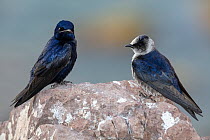 Two Purple martins (Progne subis) perched on rock. El Pardito Island, Islands of Gulf of California Protected Area, Sea of Cortez, Mexico. May.