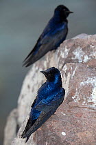 Two male Purple martins (Progne subis) perched on rock.  El Pardito Island, Islands of Gulf of California Protected Area, Sea of Cortez, Mexico. May.