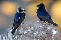 Two Purple martins (Progne subis) perched on rock.  El Pardito Island, Islands of Gulf of California Protected Area, Sea of Cortez, Mexico. May.