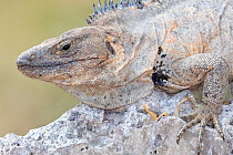 Western spiny tailed iguana (Ctenosaura pectinata) on rock.  Isabel Island National Park, Gulf of California, Mexico. March.