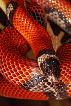 Nelson's milk snake (Lampropeltis triangulum nelsoni) close up.  Isabel Island National Park, Gulf of California, Mexico. March.