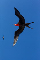 Male Magnificent frigatebird (Fregata magnificens), with inflated gular pouch, flying over colony.  Isabel Island National Park, Gulf of California, Mexico. March.