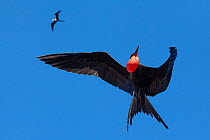 Male Magnificent frigatebird (Fregata magnificens), with inflated gular pouch, flying over colony.  Isabel Island National Park, Gulf of California, Mexico. March.