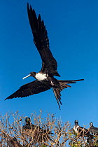 Female Magnificent frigatebird (Fregata magnificens) flying over colony.  Isabel Island National Park, Gulf of California, Mexico. March.