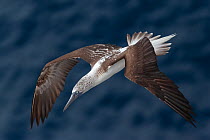 Male Blue-footed booby (Sula nebouxii) in flight.   Isabel Island National Park, Gulf of California, Mexico. March.