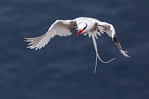 Red-billed tropicbird (Phaethon aethereus) in flight.  Isabel Island National Park, Gulf of California, Mexico. March.