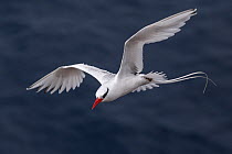 Red-billed tropicbird (Phaethon aethereus) in flight.  Isabel Island National Park, Gulf of California, Mexico. March.