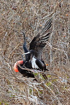Male Magnificent frigatebird (Fregata magnificens) performing courtship display with inflated gular pouch while female watches.  Isabel Island National Park, Gulf of California, Mexico. March.