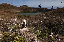 Magnificent frigatebird (Fregata magnificens) chicks on nest with volcanic crater lake filled with hypersaline water behind.  Isabel Island National Park, Gulf of California, Mexico. March.