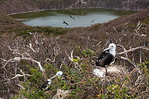 Magnificent frigatebird (Fregata magnificens) chicks on nest with volcanic crater lake filled with hypersaline water behind.  Isabel Island National Park, Gulf of California, Mexico. March.