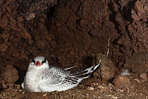 Red-billed tropicbird (Phaethon aethereus) with chick nesting inside cave.  Isabel Island National Park, Gulf of California, Mexico. March.