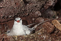 Red-billed tropicbird (Phaethon aethereus) with chick nesting inside cave.  Isabel Island National Park, Gulf of California, Mexico. March.