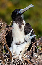 Female Magnificent frigatebird (Fregata magnificens) with chick in nest. Isabel Island National Park, Gulf of California, Mexico. March.