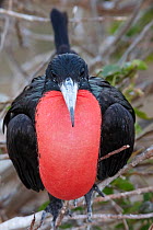 Male Magnificent frigatebird (Fregata magnificens) with inflated gular pouch during courtship display.   Isabel Island National Park, Gulf of California, Mexico. March.