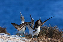 Pair of Blue-footed booby (Sula nebouxii) performing courtship display.  Isabel Island National Park, Gulf of California, Mexico. March.
