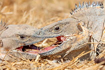 Two Western spinytail iguana (Ctenosaura pectinata) fighting. Isabel Island National Park, Gulf of California, Mexico. March.