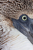 Female Blue-footed booby (Sula nebouxii) head close up.  Isabel Island National Park, Gulf of California, Mexico. March.
