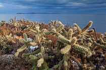 Jumping cholla cacti (Cylindropuntia fulgida.) with Partida and Angel de la Guarda Islands beyond.  Rasa Island Special Biosphere Reserve, Sea of Cortez, Mexico. April.
